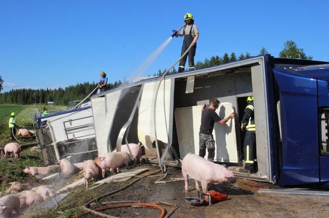 Eloon jääneitä sikoja vilvoiteltiin kuumassa säässä vesisuihkulla. KUVAT: TAUNO RIIHILUOMA