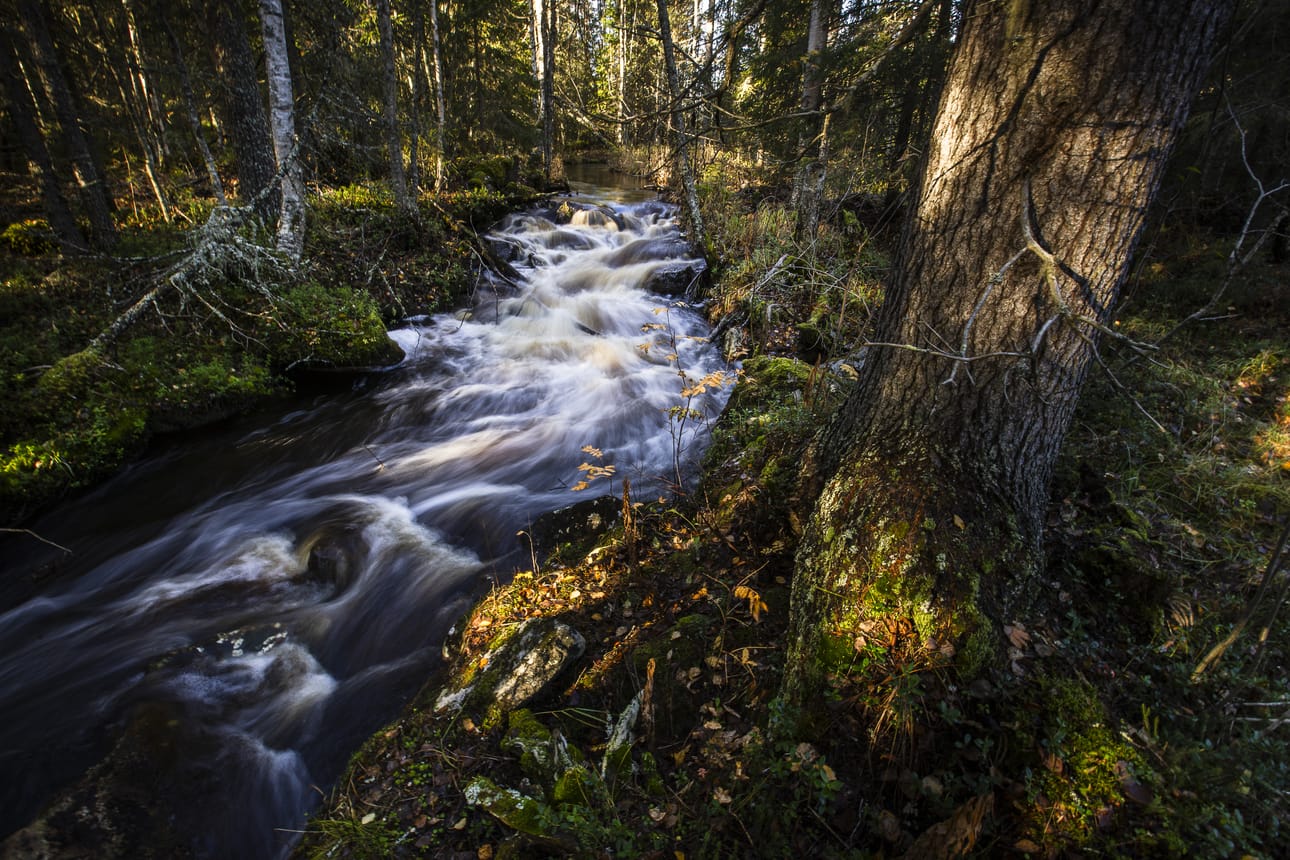 Jauvinoja virtaa paikoin kuohuen. Oja saa alkunsa Kaltioaavalta ja laskee Olkkajärven vesistöön.