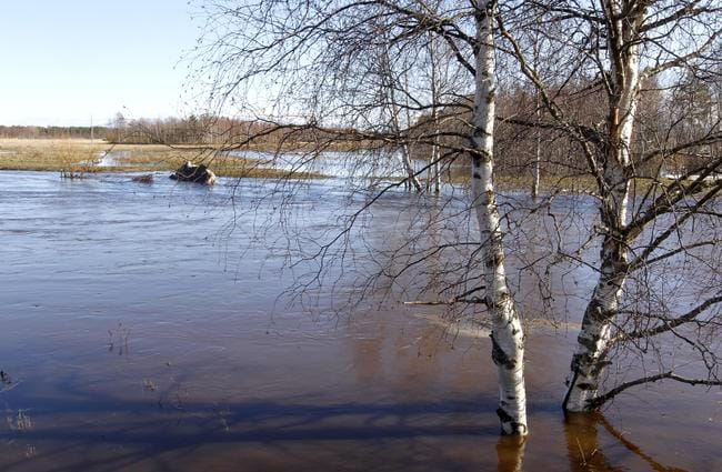 Keväällä Oulun seudulla koettiin ennätykselliset tulvat. Kuva Temmesjoelta Limingasta huhtikuun lopulta.