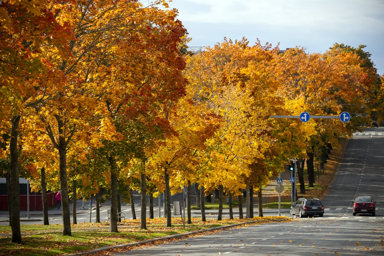 Korsholmanpuistikko syyskuun lopussa. Tiellä menee kaksi samansuuntaista kaistaa puukujan molemmilla puolilla. Arkistokuva.
