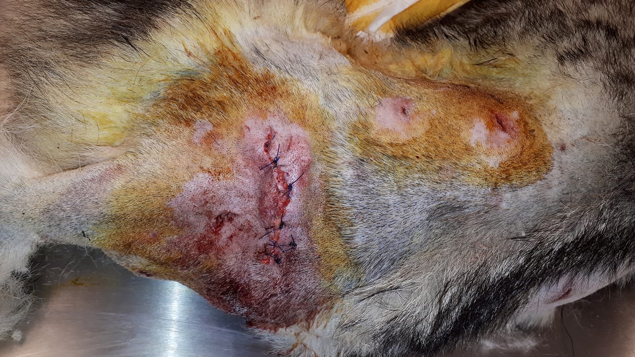 Topi-koira on toinen samalta omistajalta suden raatelemaksi joutunut koira.