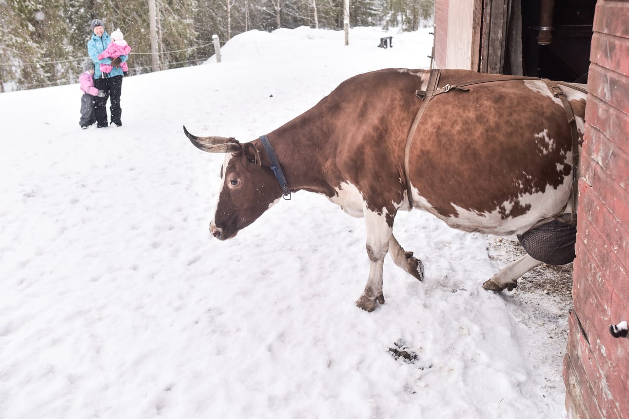 Unetar on tilan vanhimpana lehmänä ja ainoana sarvipäänä joukon johtaja. Hanna, Inka ja Pinja Säkkinen seuraavat karjan ulkoilua.