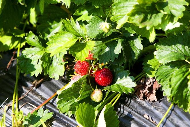 Mansikanpoimintaa on tarjolla kesätyöksi myös järviseutulaisille nuorille. ARKISTOKUVA
