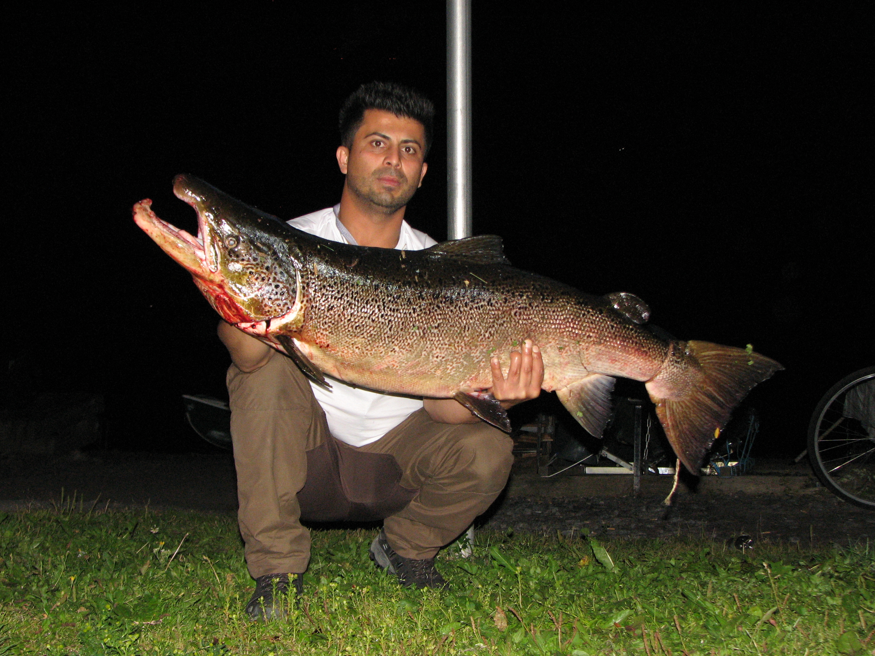 Kalevan lukija lähetti kuvan Azad Suleimanin kalastamasta jättilohesta.