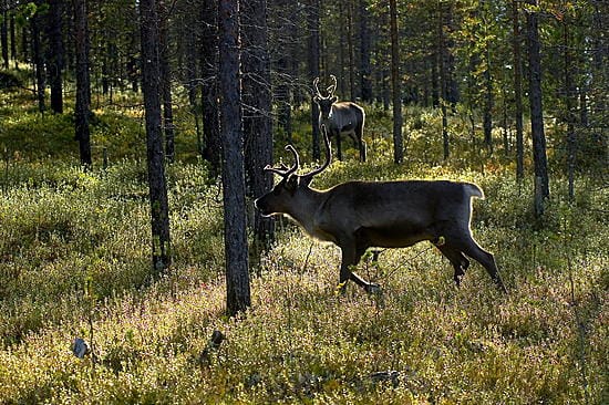 Saamelaisten maankäyttöoikeudet turvataan pian laissa.