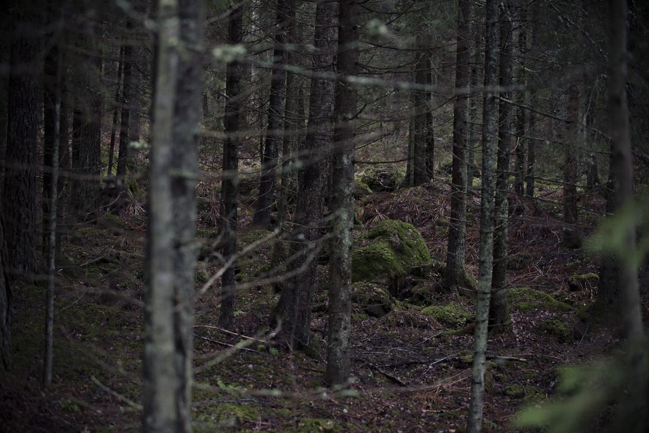 Lopen salomaiden metsissä vierailevat todistetusti Rengon sudet, mutta satumaisen synkkiin kuusikoihin mahtuvat myös mystiset susitarinat.