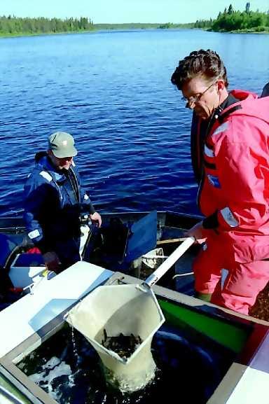 Viimeisiä viedään. Ennätysnopeasti lämmenneet vedet panivat liikettä istuttajiin. Tuotantopäällikkö Juha Iivari ei muista Tornion-Muonionjoelta vastaavaa alkukesää.