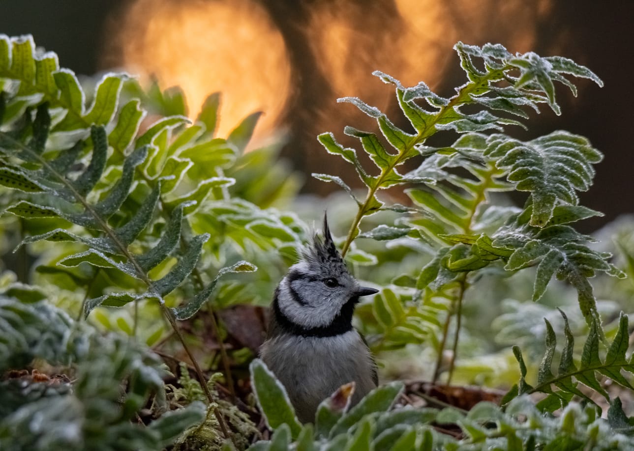 Nuoret (alle 18 v): Mikael Koskinen, Nokia