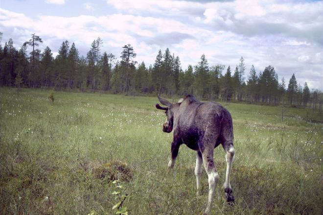 Hirvikolari Uudessakaarlepyyssä – Kuljettaja ja koira selvisivät, hirvi ei