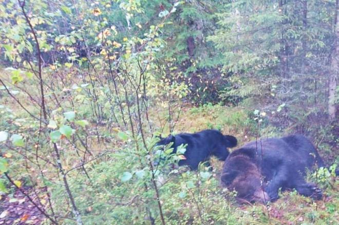 Kaadettu karhu painoi 208 kiloa. Kuvassa vasemmalla myös karhun vainunnut karjalankarhukoira. KUVA: PERTTI JULKUN KOTIALBUMI