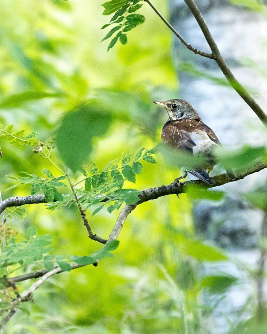 Räkätti. Lintu istuskeli puussa 15. heinäkuuta Rovaniemen Harjulammella.