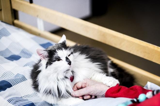 Tassuterapeutti Vili oli keskiviikkonakin työn touhussa. Sitä säesti pehmeä kehrääminen. KUVAT: KRISTA LUOMA