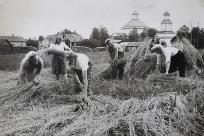 Juhannuksena 1947 vihityt Kaarina ja Väinö Niemi leikkaamassa ruista Rantalan mailla kirkkopihassa, vas. Haagar Tallbacka, o.s. Rantala, Anna-Maija Laitila, Irja Hernesniemi, Erkki Rantala, Kaarina Niemi,o.s. Rantala, ja Väinö Niemi. Kuva: Kaarina Niemen albumi