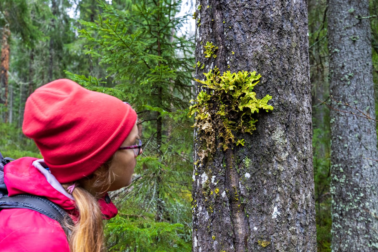 Kookkaan raidankeuhkojäkälän pystyy tunnistamaan myös paljain silmin, mutta monesti jäkälien hienoudet paljastuvat vasta luupin avulla.
