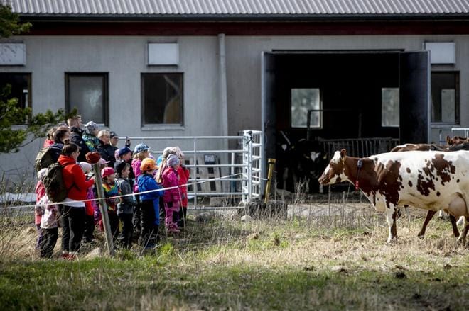 Karin tilalla Lehtimäen Länsikylässä laskettiin lehmät laitumelle. Menoa olivat seuraamassa steinerpäiväkoti Pajulinnun lapset Seinäjoelta. Kuvat: Jaakko Elenius