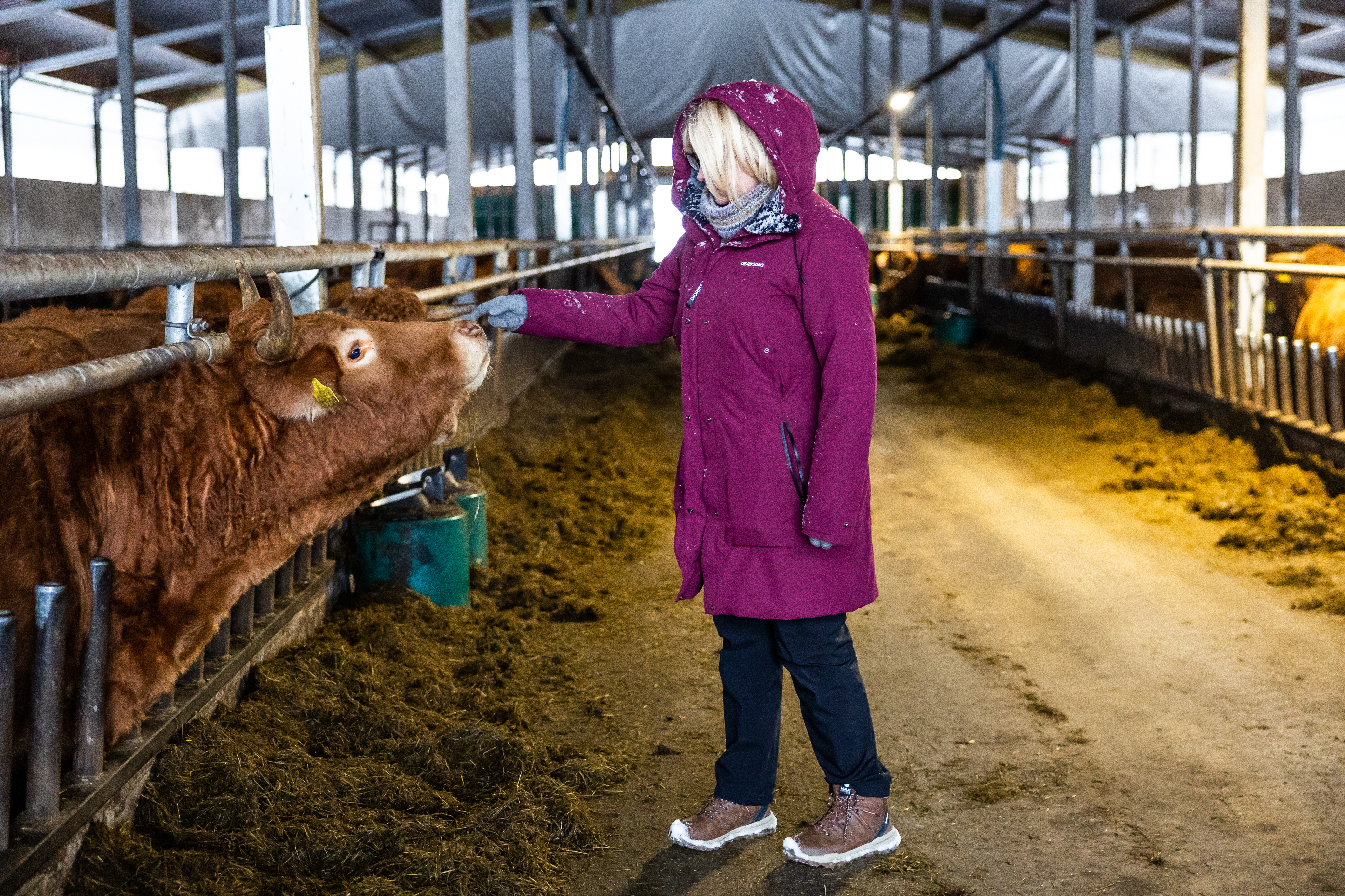 Viskaalin tilan emäntä Tuula Kukkola-Räinä hyppäsi nelikymppisenä karjatilalliseksi ilman maatilataustaa:  ”Lehmät ovat aikamoisia persoonallisuuksia”