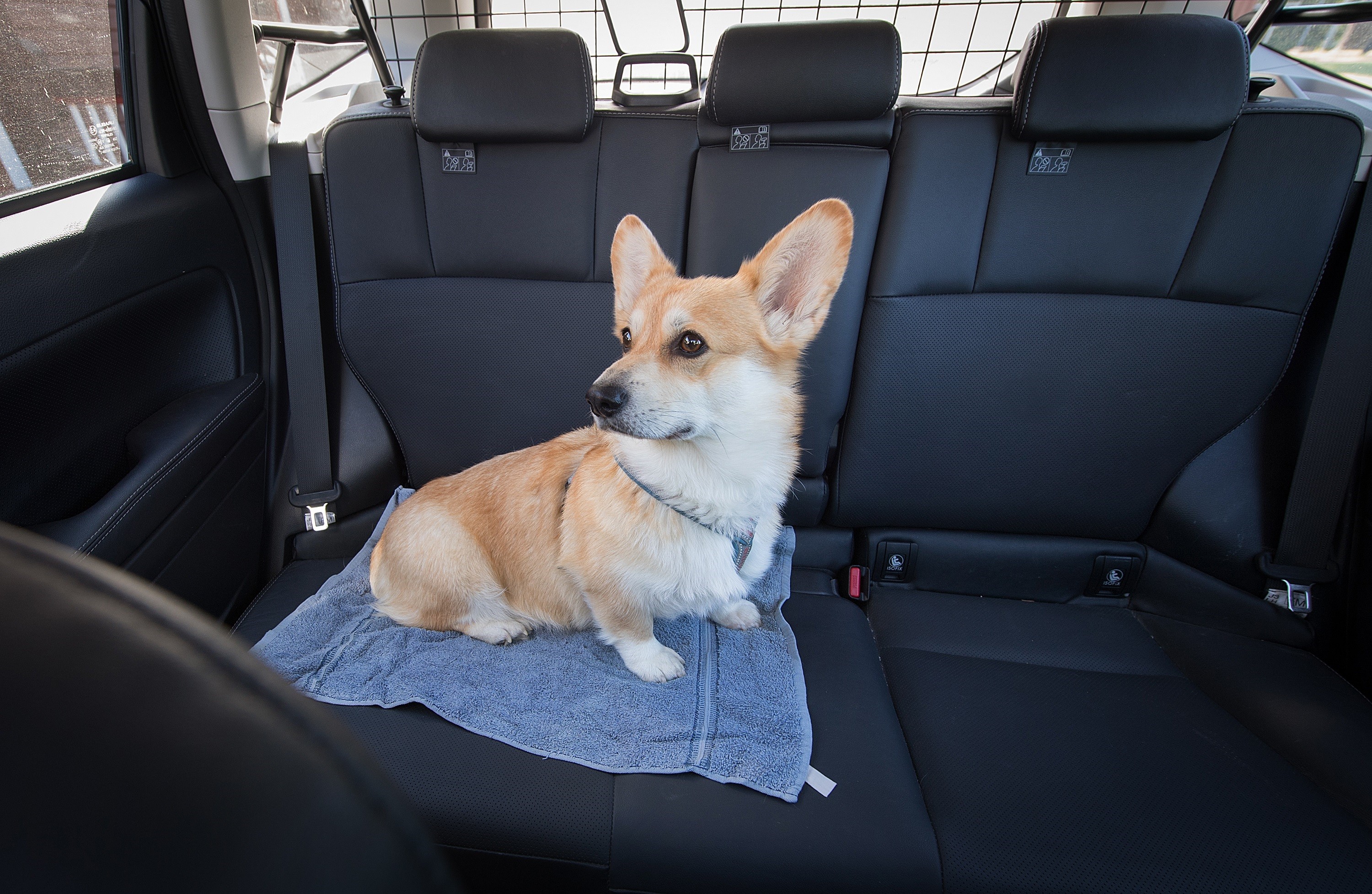 Welsh corgi George on kokenut automatkustaja. George on kiinnitetty takaistuimen turvavyöhön turvavaljaan avulla.