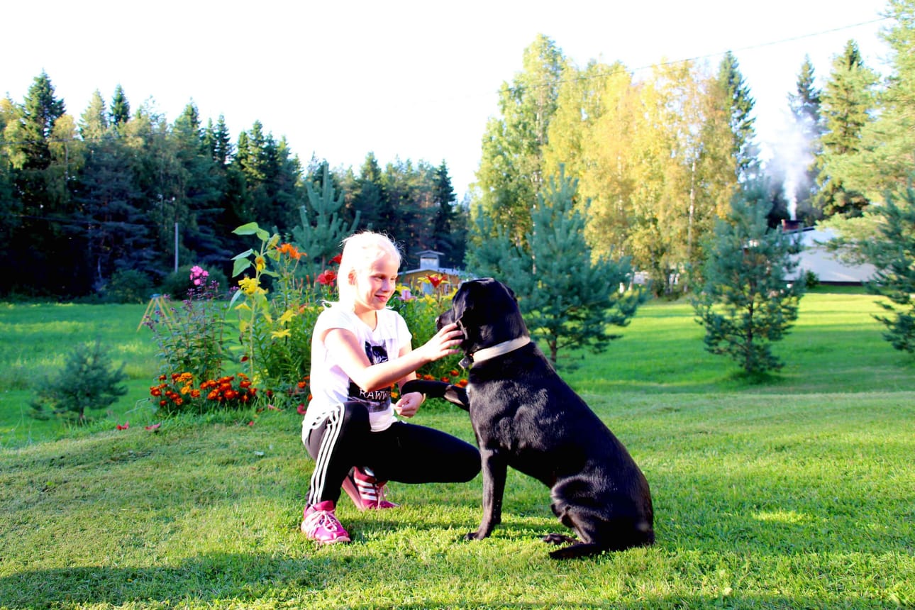 Vaikka voittokuvassa (vieressä) Kapu käskyttää lehmiä tomerana, kotioloissa se tottelee kuuliaisesti Saijan komentoa.
