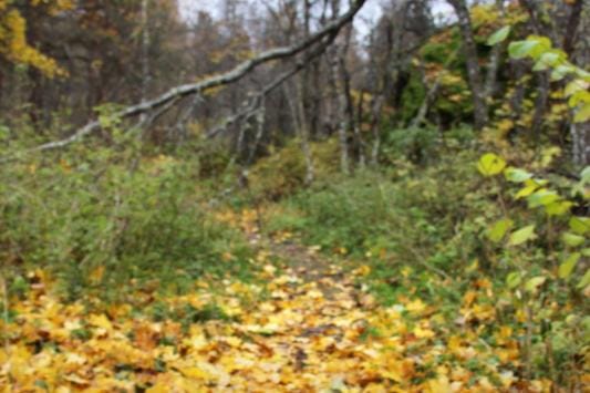 Hovioikeudenmetsä Vaasassa rauhoitetaan pysyvästi. KUVA: REIMA LUUKKANEN
