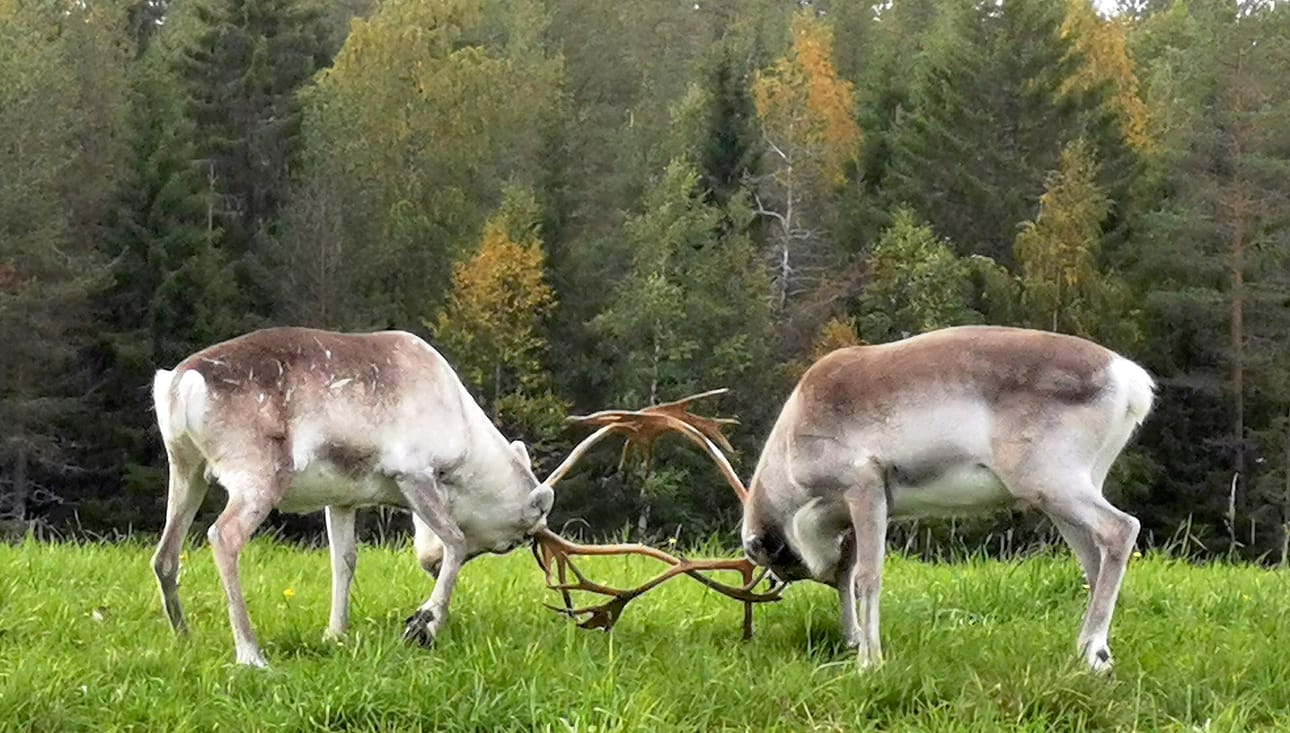 Syksyllä porohirvaat ottavat mittaa toisistaan. Älä mene lähelle, varoittelee paliskuntain yhdistys.