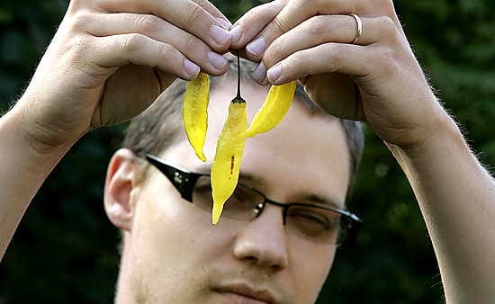 Sauli Särkkä kehuu Lemon drop-chilin tuoksua sitruunaiseksi. Lajike on hyvin maukas eikä järjettömän tulinen, joten siitä on helppo aloittaa. "Minulle maku on chilinsyönnissä ehdottomasti tulisuutta tärkeämpi juttu", Särkkä sanoo.