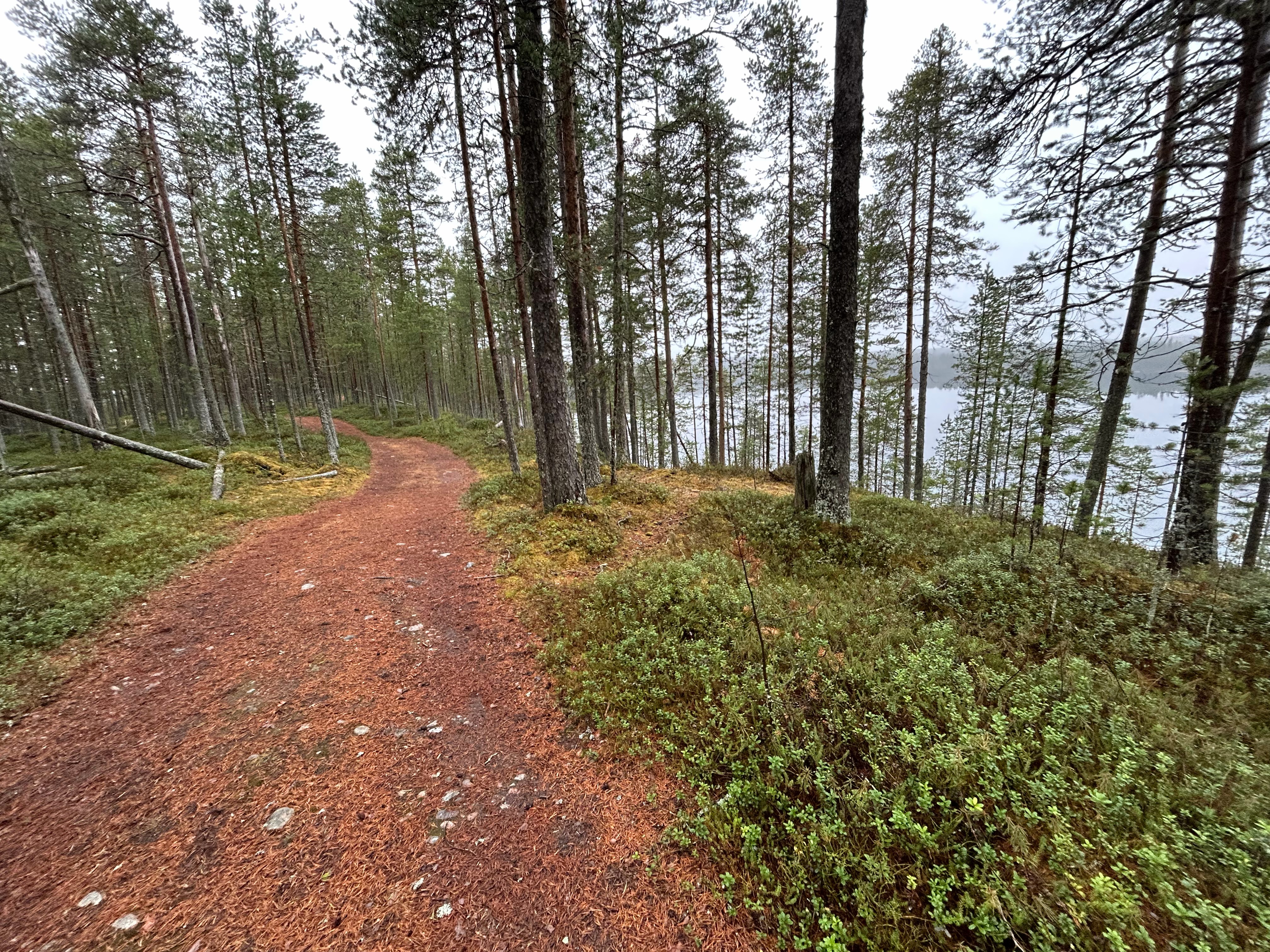 Järveä halkovan harjun laella kulkee kapea metsäautotie, jota talsitaan kolme-neljä kilometriä.