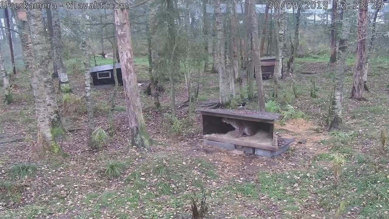 Katso video! Ilvesten leikkikaverina on henki löyhässä – harakat varastelevat Keron isoilta kissoilta suupaloja