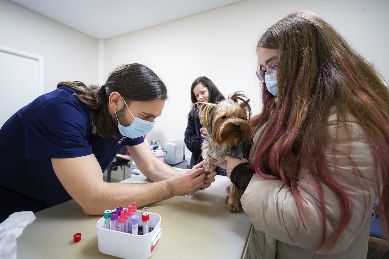 Eläinlääkäri Ivan Curic tutkii Rocky-koiraa. Sen omistajat Jelena Kim ja Anastasia Dekusar ovat sen turvana.