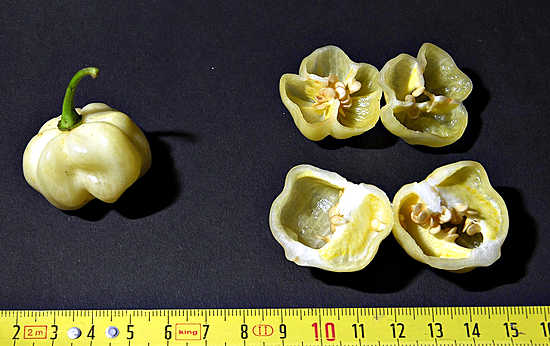 Habanero White Giant on on kaikkein tulisimpien, Habanero-chilien ryhmään kuuluva kookas vaalea muunnos.