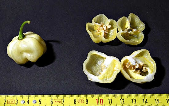 Habanero White Giant on on kaikkein tulisimpien, Habanero-chilien ryhmään kuuluva kookas vaalea muunnos.