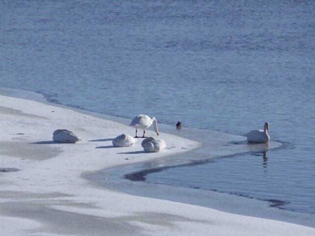 Kevään tuntua Hartaanselällä