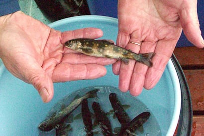 Vajaan miljardin euron voimalahanke uhkaa Kemijärven Ailangantunturin nieriöitä – kalat jäivät jumiin tunturilampiin yli 10 000 vuotta sitten