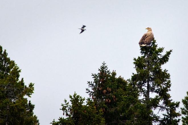 Merikotkan pesintä häiriintyy helposti. ARKISTOKUVA: EETU SILLANPÄÄ