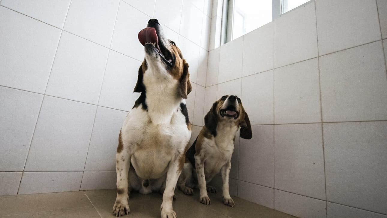 Vasemmanpuoleinen beagle on Hercules, jonka perimää on muokattu. Siitä on poistettu geeni, joka hillitsee lihasten kasvua.