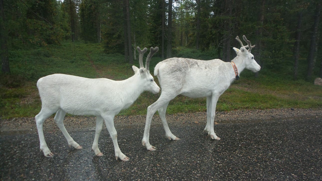 Valkoinen vaadin ja vasa