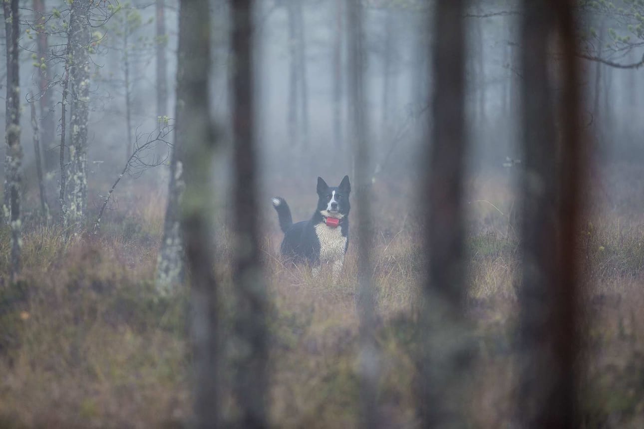 Moni hirvikoira on joutunut jäämään tänä vuonna syyslomalle ihan turvallisuussyistä.