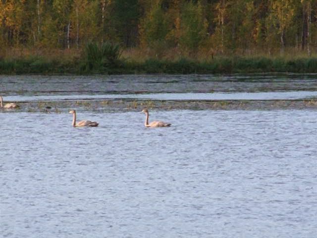 Kaijonlahden jousenet laskeutuivat lennolta