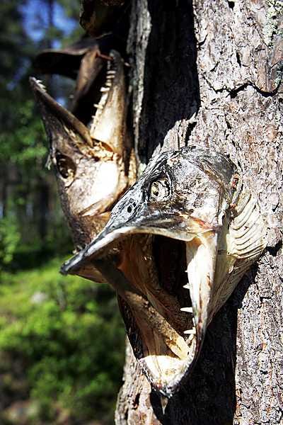 Nälkäinen hauki joutuu saaliiksi. Hauen päät puun oksalla kertovat, kuka mökkiläisistä on saanut suurimman hauen.