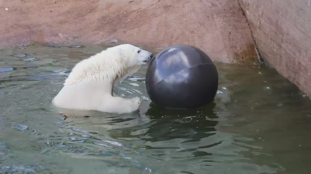 Ranuan jääkarhunpentu Sisu ja Venus-emo