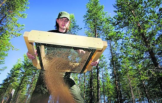 Oululainen arkeologian opiskelija Timo Kataja tekee Kierikin kaivauksilla opintoihin liittyvää harjoittelua. Tässä menossa maa-aineksen seulonta.
