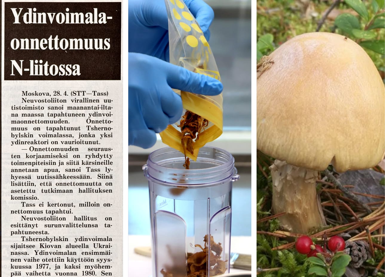 Säteilyturvakeskuksen tutkimus paljastaa, minkä verran suomalaisissa ruokasienissä on vielä cesiumia Tšernobylissa vuoden 1986 huhtikuussa tapahtuneen ydinvoimalaräjähdyksen jäljiltä.