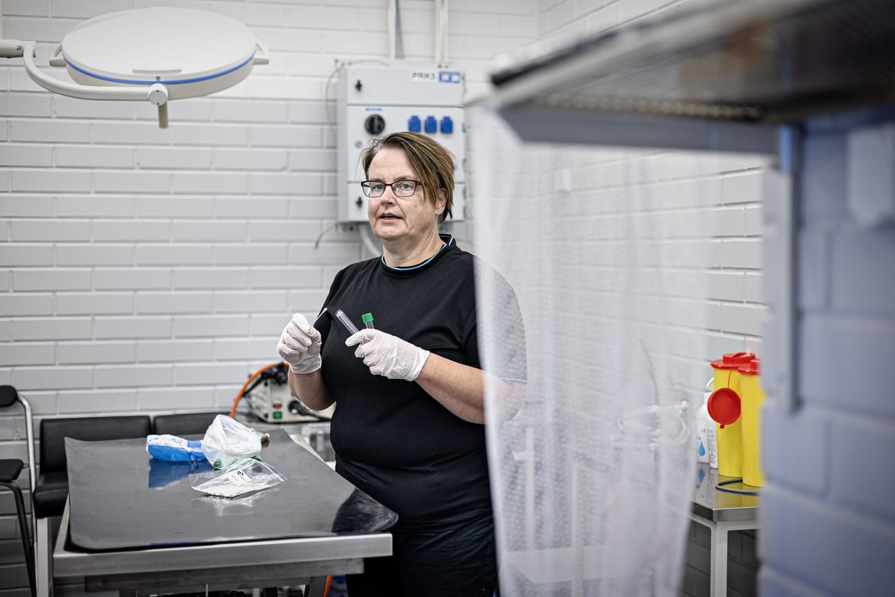 Seinäjoen alueen ympäristöterveysjohtaja Virpi Ala-Risku ryhtyi heinäkuussa hoitamaan lintuinfluenssaan liittyviä tehtäviä. Hänen alueenaan on Etelä-Pohjanmaa lukuun ottamatta Ilmajokea, Kurikkaa ja Suupohjaa. – Neuvon ihmisiä, miten toimia, kun havaitsee kuolleen linnun. Iso osa työstäni liittyy turkistarhoihin.