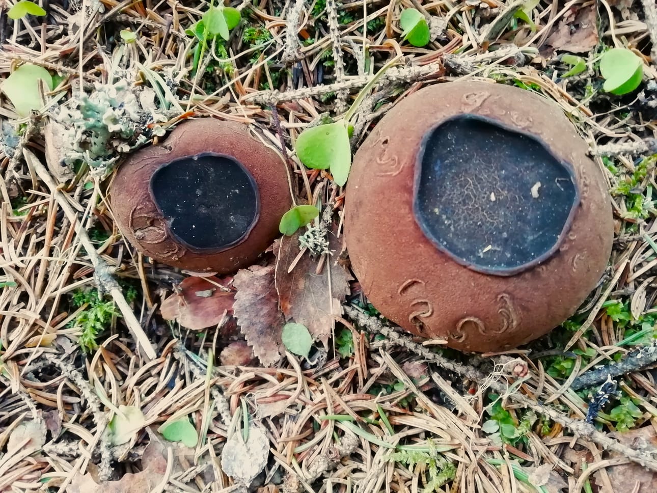 Hytymaljakkaita voi löytää purojen rantametsistä. Sienen ruskea itiöemä on pallomainen, jopa nyrkinkokoinen ja täynnä läpikuultavaa, painavaa ja vetisen hyytelömäistä maltoa.