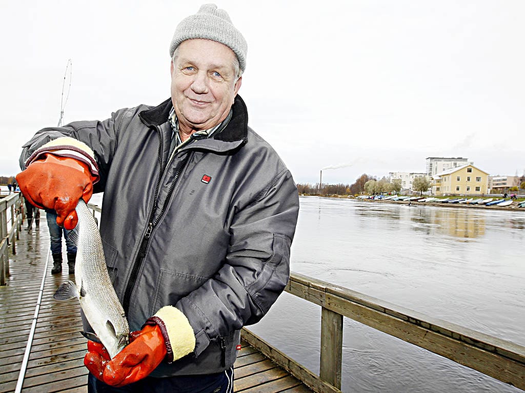 Markku Steniuksen nosti sunnuntaina ensi vedolla ylös arviolta yli 600-grammaisen siian Oulujoesta Kuusisaaren edustalta.
