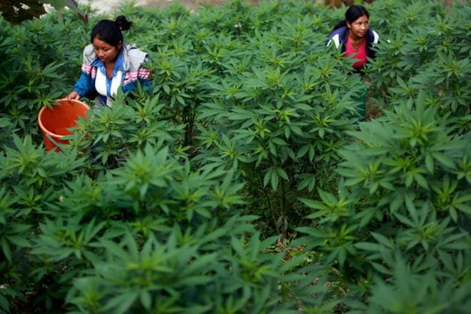 Ilmasto Kolumbiassa sopii hyvin kannabiskasvin viljelylle. Naiset keräsivät kannabista Caucan alueella elokuussa 2016. KUVA: Christian Escobar Mora/EPA