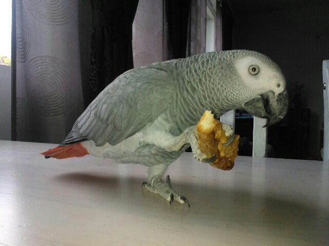 Jere-papukaija on kadoksissa.