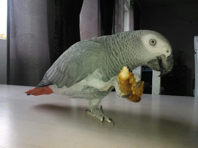 Jere-papukaija on kadoksissa.