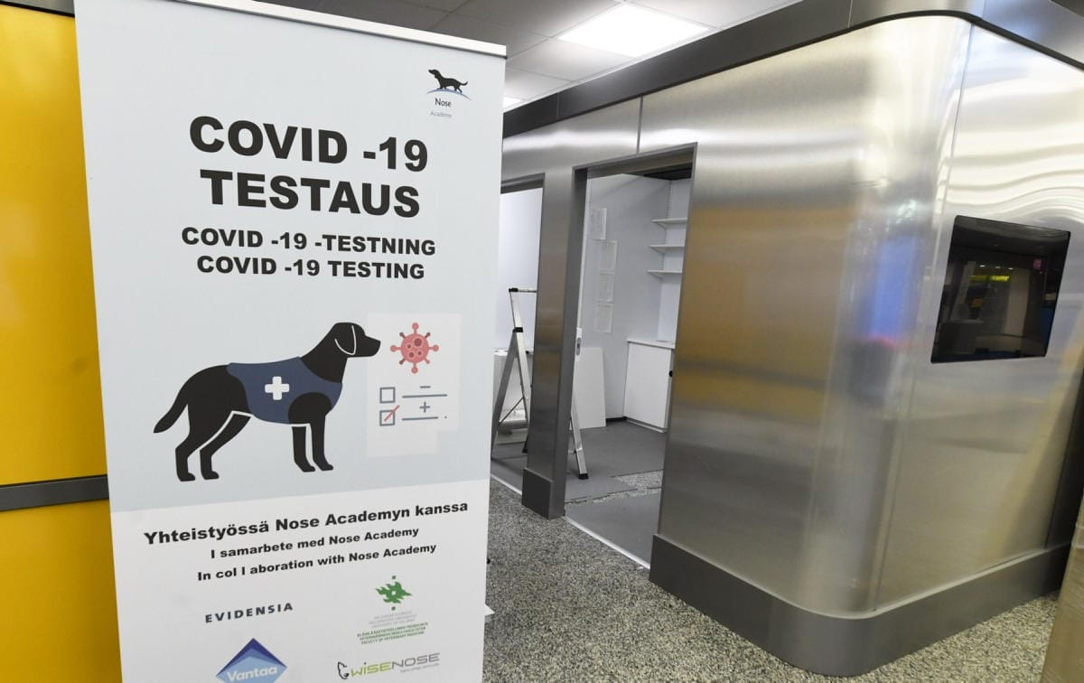 Koeasetelmassa hajukoirien tarkkuus tunnistaa näyte oikeaksi oli 92 prosenttia. Lehtikuva / Vesa Moilanen