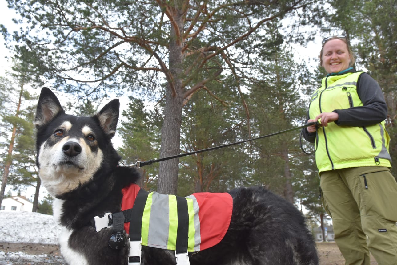 Anna Kantola kouluttaa lapinporokoira Taigasta etsijäkoiraa.