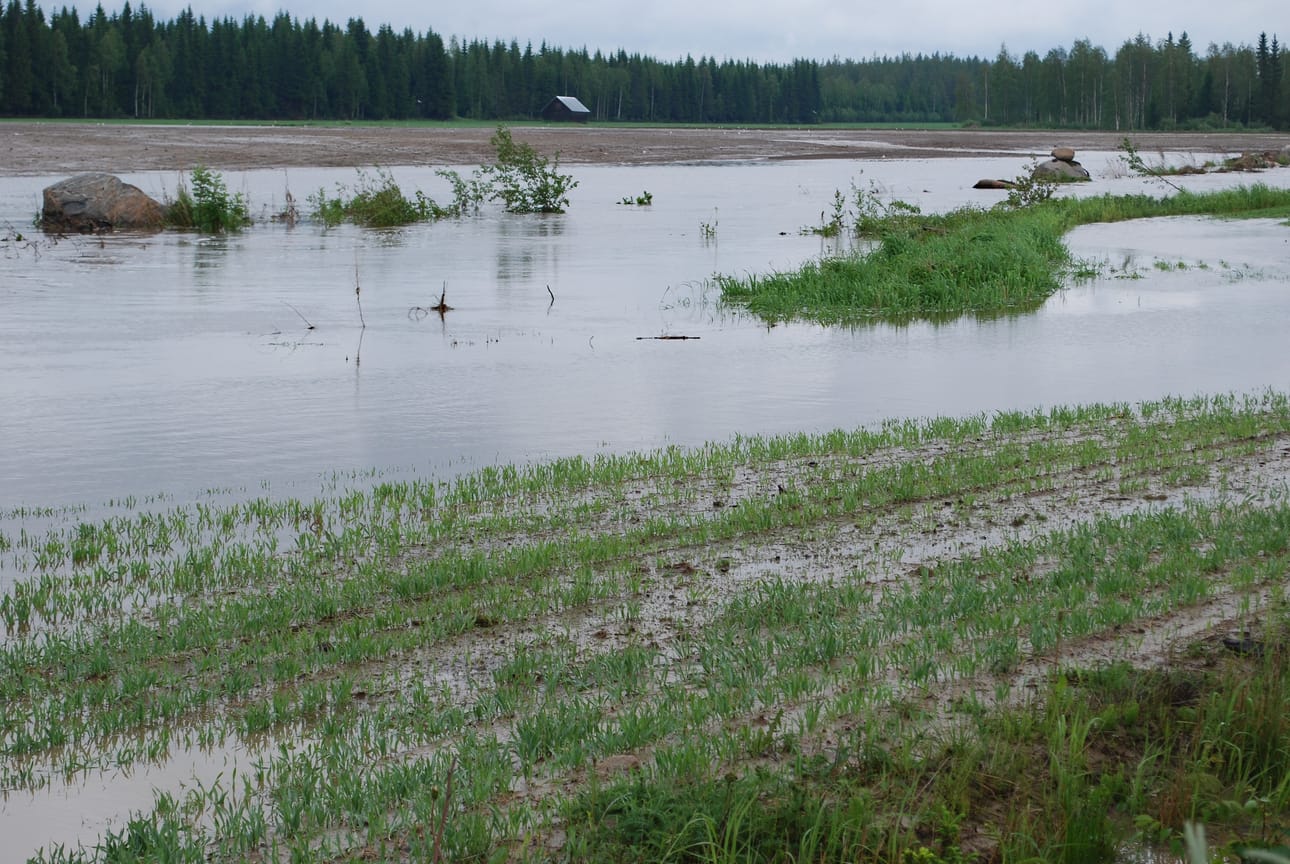 Kylvöt saivat rankkakasteen, kun Matkanivassa satoi vettä lauantai-illan ja sunnuntaiaamupäivän välissä 120 millimetriä.